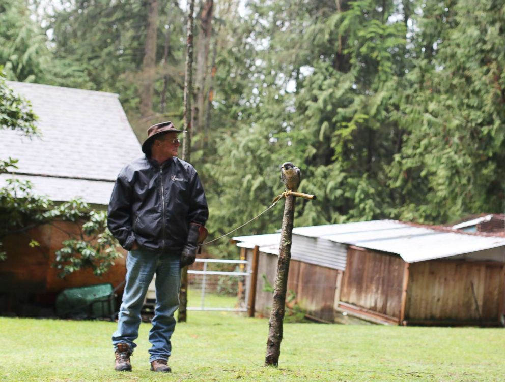 PHOTO: Falconer Kim Kamstra stands next to his resting raptor, Avro, in his backyard in Maple Ridge, British Columbia on Jan. 23, 2018.