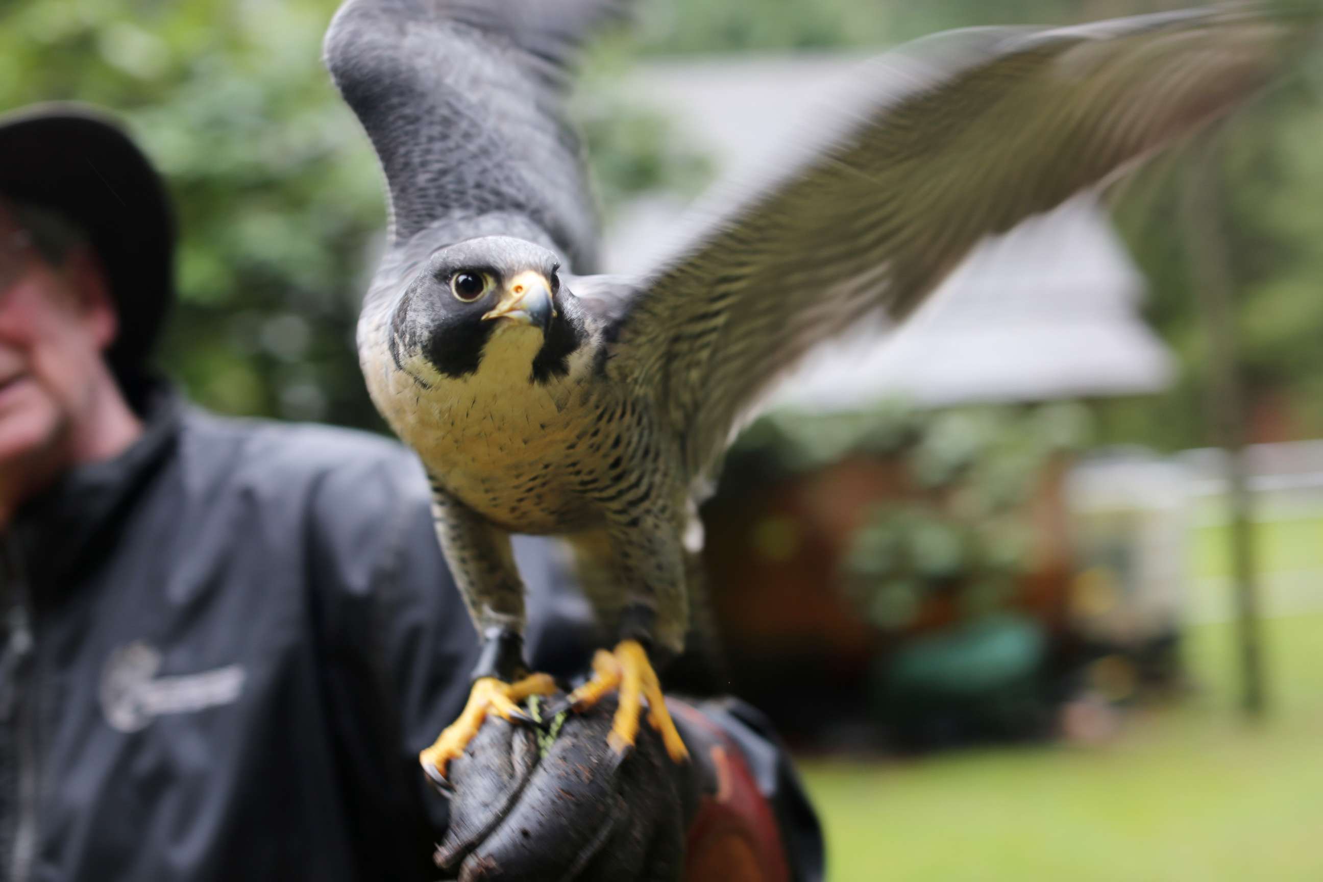 PHOTO: Peregrine falcon, Avro, tries to fly off falconer Kim Kamstra's tethered wrist in Maple Ridge, British Columbia, on Jan. 23, 2018. 