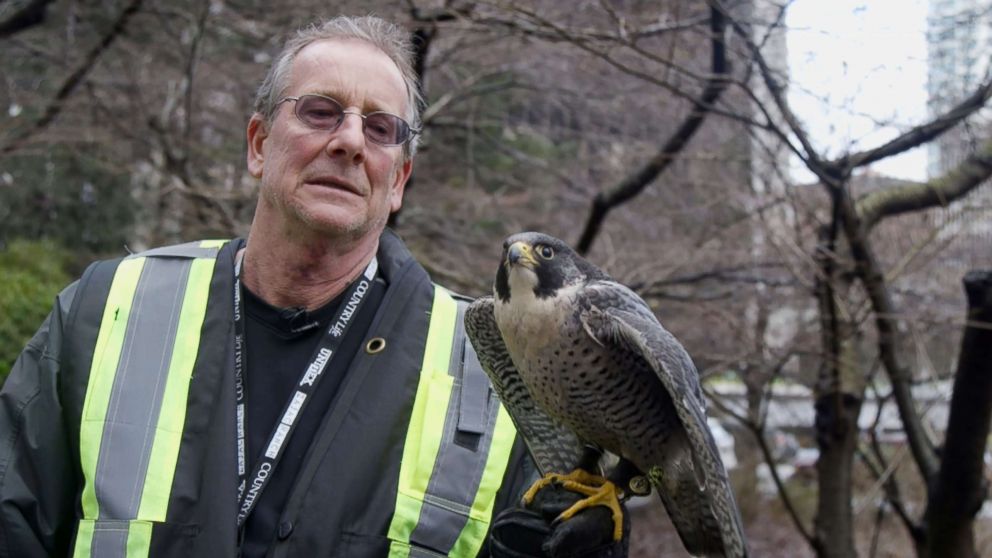 PHOTO: Kim Kamstra stands outside a downtown rail station in Vancouver, British Columbia, on Jan. 24, 2018, with his falcon, Avro, as part of a pilot pigeon-scaring program. 