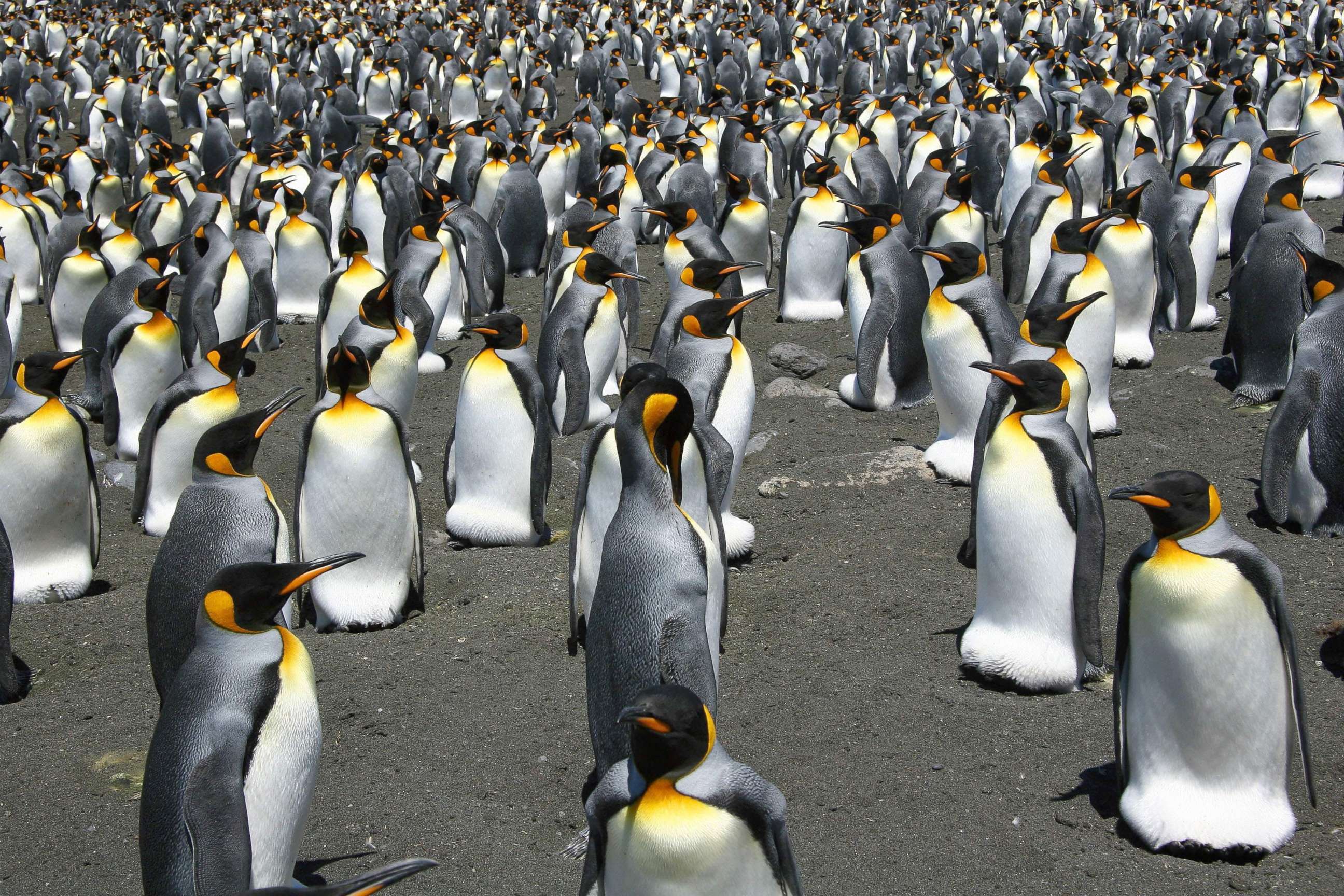 PHOTO: This undated file photo released by the CNRS/IPEV/CSM shows King Penguins from the Possession Island in the Crozet archipelago.