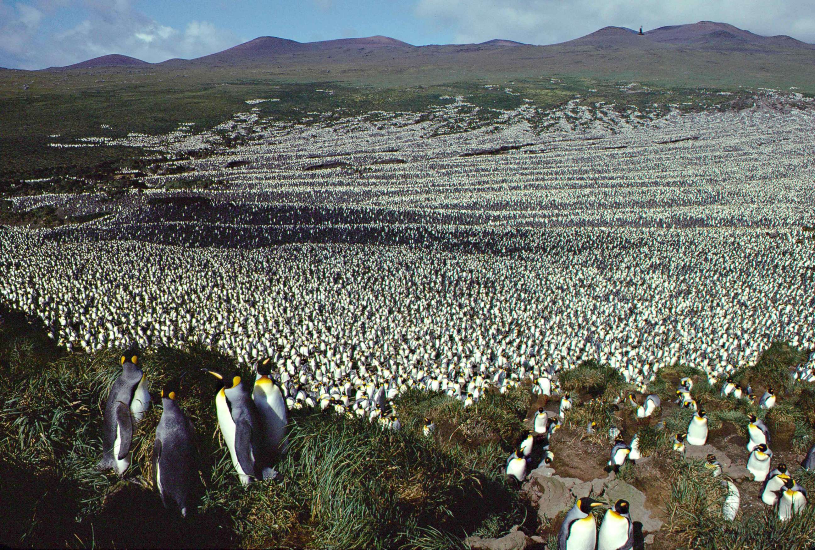 PHOTO: This handout photo taken in 1982 and released on July 30, 2018 by the French National Centre for Scientific Research shows a two-million-strong king penguin colony on Ile aux Cochon, part of Frances Iles Crozet archipelago.