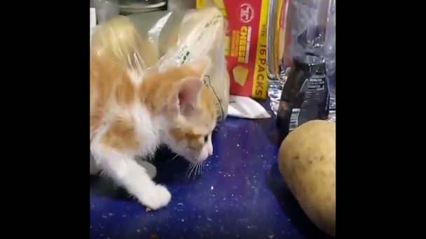 potato kitten