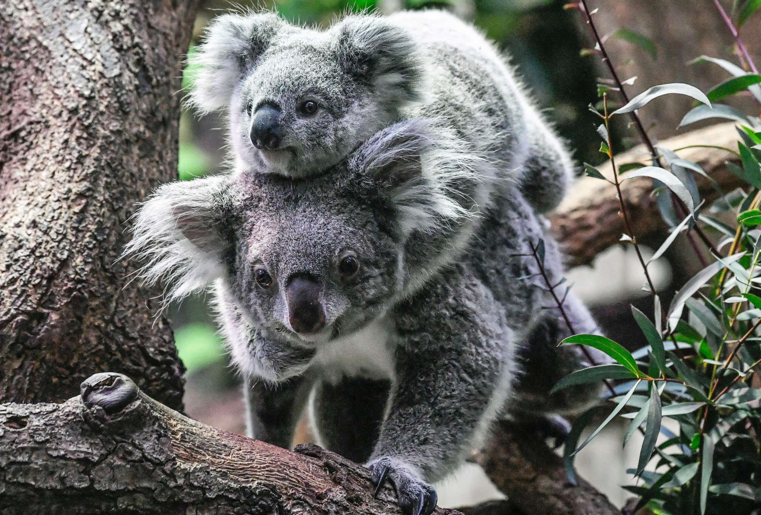 Коала перевод. Австралийская коала. Коала в Московском зоопарке. Медведь коала. Коала сумчатое.