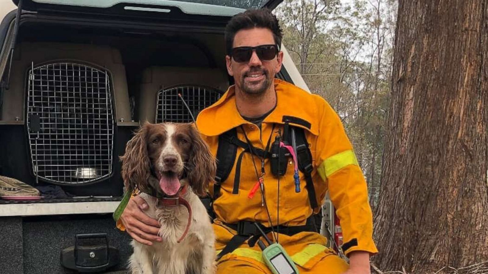 Dogs Are Saving Koalas In The Australia Wildfires Abc News