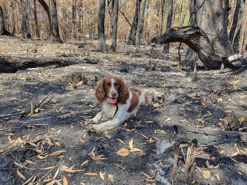 PHOTO: Ryan Tate and his pup Taylor search for koalas injured in the bush fires in Australia. 