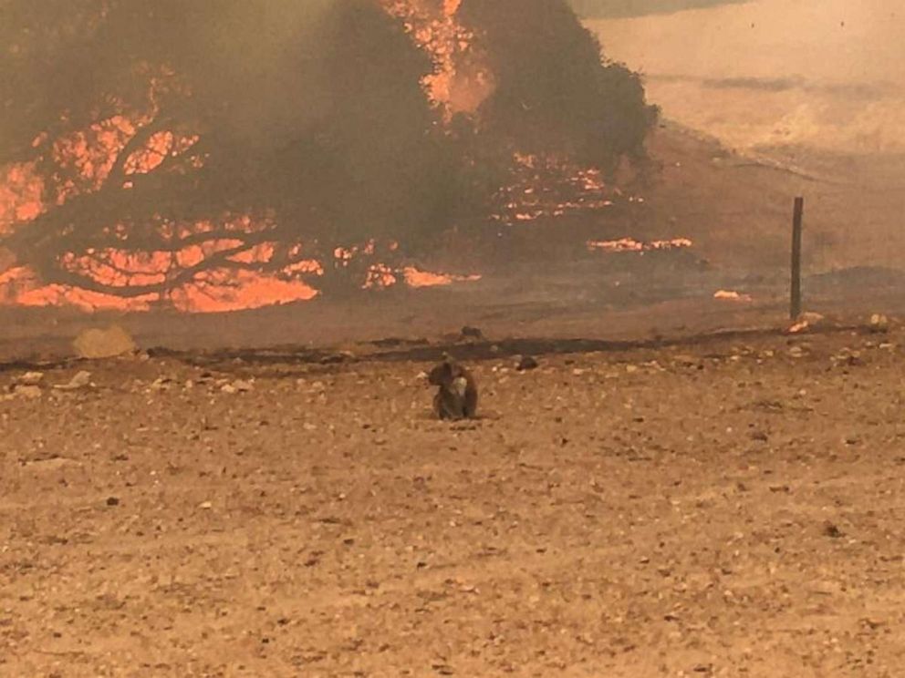 PHOTO: A koala stands in the field with bushfire burning in the background, in Kangaroo Island, Australia Jan. 9, 2020 in this still image obtained from social media.