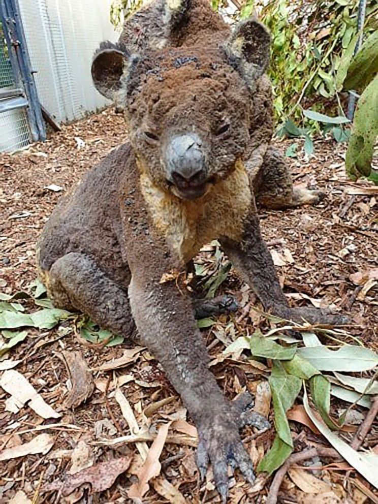 PHOTO: A rescued koala injured in a bush fire on Kangaroo Island, South Australia, being cared for at the Kangaroo Island Wildlife Park in early January 2020.