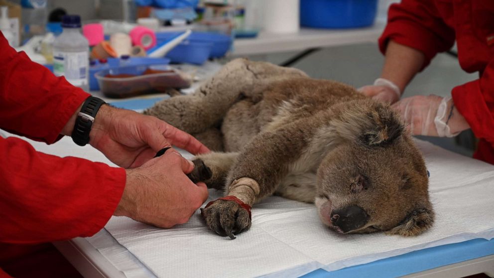 PHOTO: An injured Koala is being treated for burns by a vet at a makeshift field hospital at the Kangaroo Island Wildlife Park on Kangaroo Island, Jan.14, 2020.