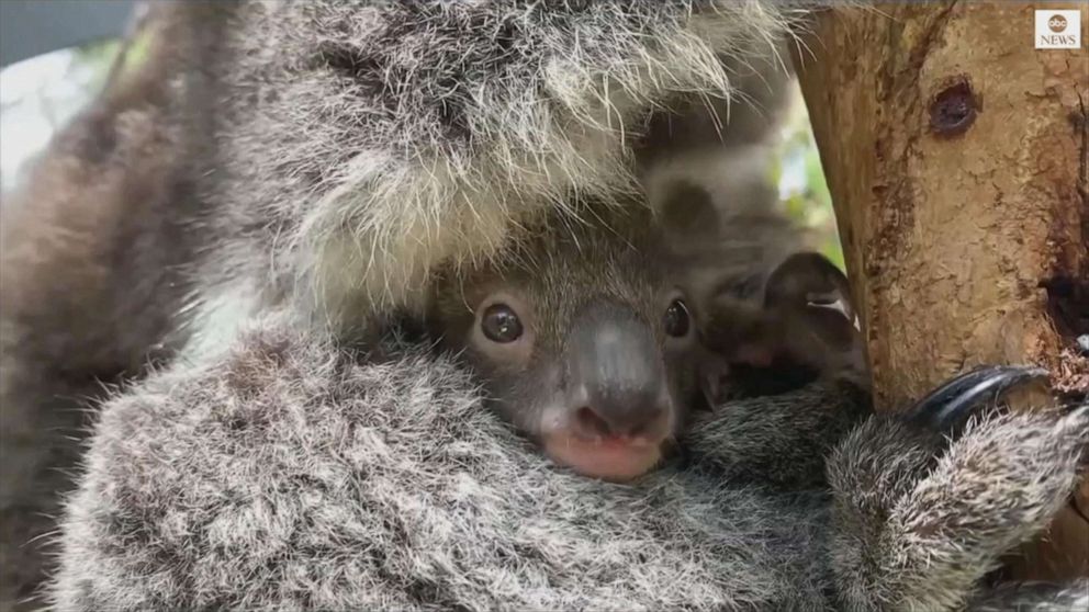 Zoo Welcomes First Baby Koala In 8 Years And Its 1st Appearance Is Everything You D Hope For Abc News