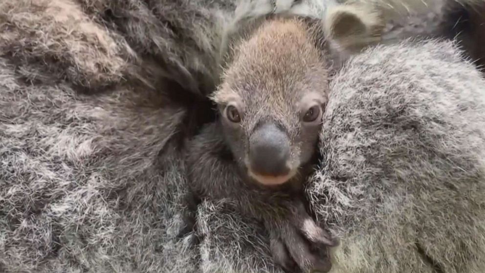 PHOTO: Melbourne Zoo welcomes first baby koala in 8 years.