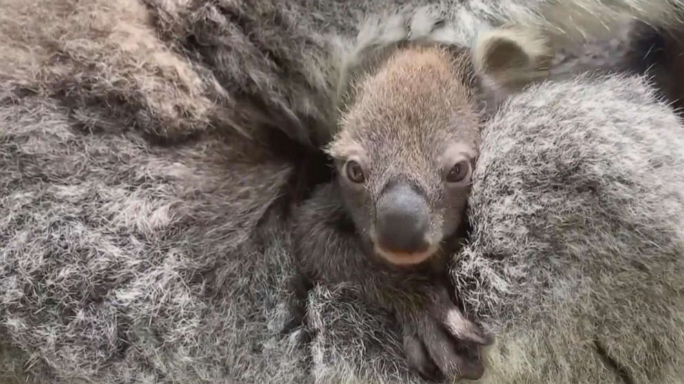 PHOTO: Melbourne Zoo welcomes first baby koala in 8 years.