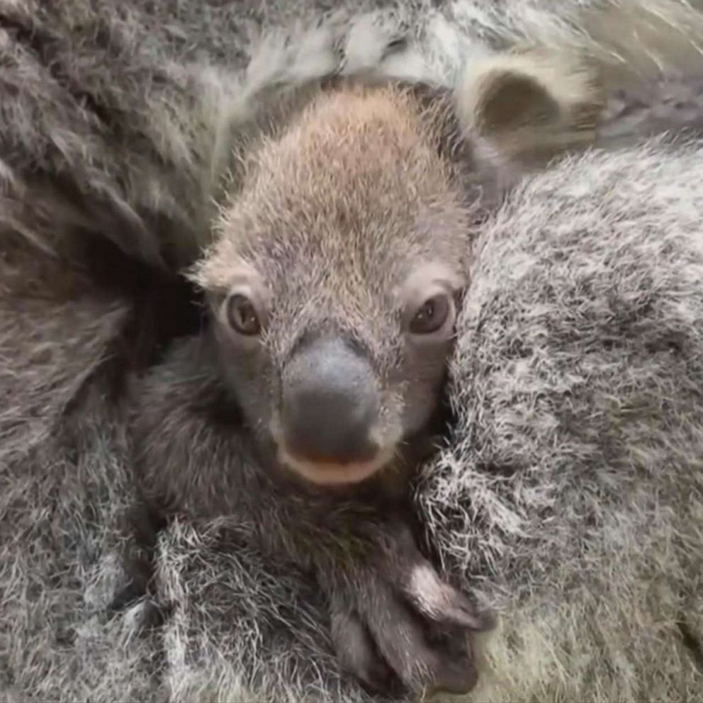 Zoo Welcomes First Baby Koala In 8 Years And Its 1st Appearance Is Everything You D Hope For Abc News