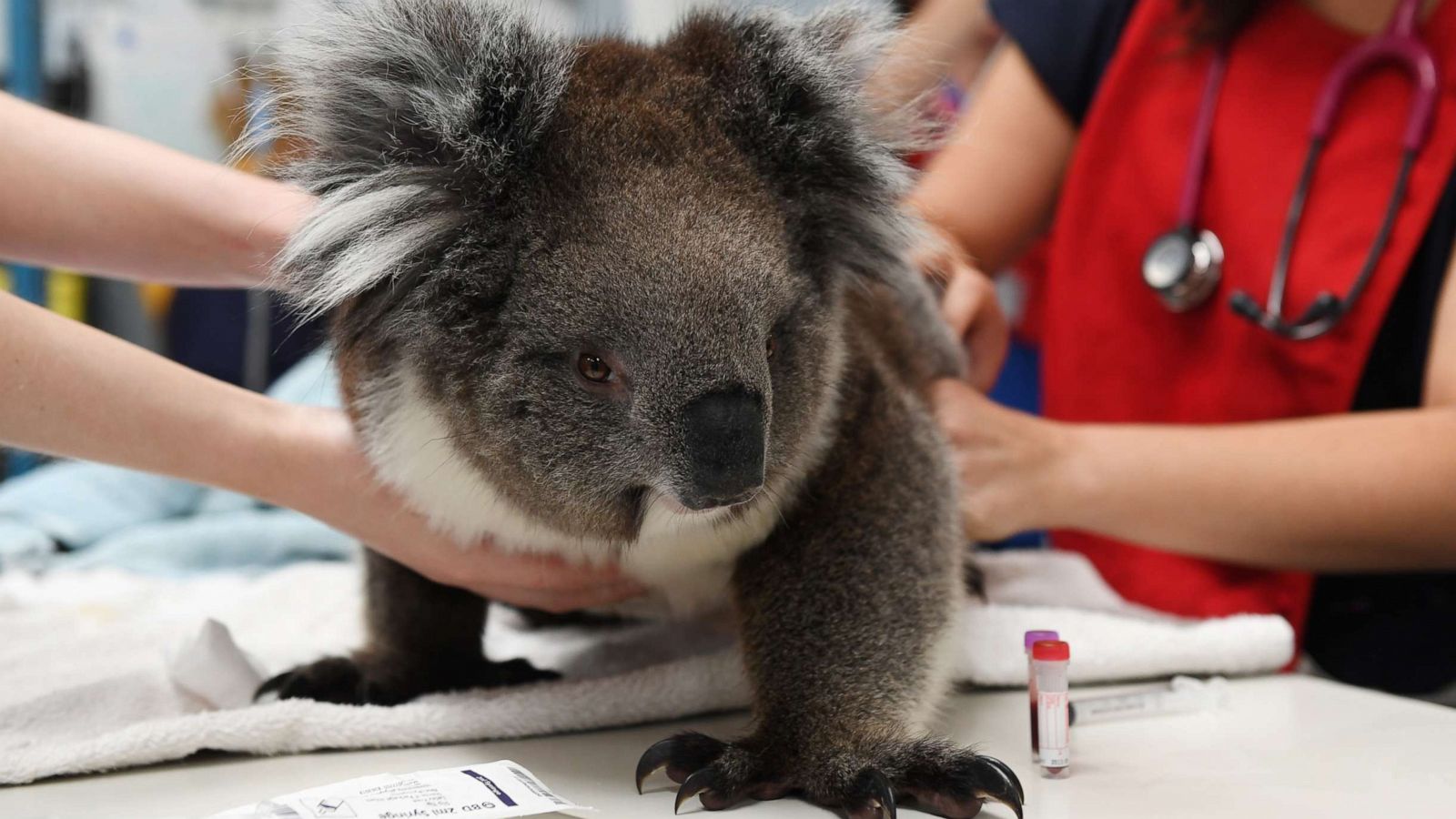 Physical Characteristics of the Koala - Australian Koala Foundation