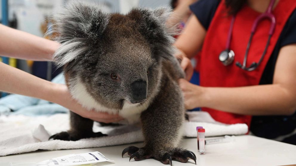 A look at koalas in Australian culture amid the fires that are devastating  their population - ABC News