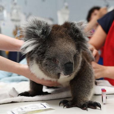 Koala Attack Human