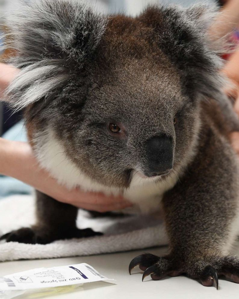 A Look At Koalas In Australian Culture Amid The Fires That Are