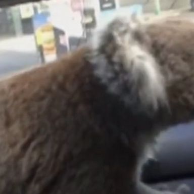 The furry animal was rescued by a motorist in southern Australia.