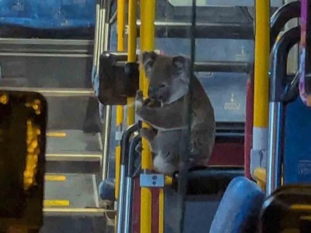 Rescued koala rides the bus to safety - Good Morning America