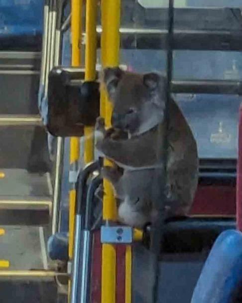 Rescued koala rides the bus to safety - Good Morning America