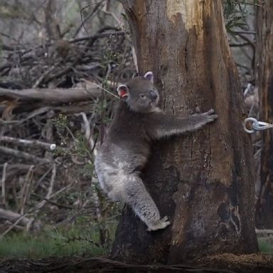 Fourteen koalas badly burned in the Black Summer bushfires in late 2019 and early 2020 have been released back to their homes in East Gippsland, Australia.