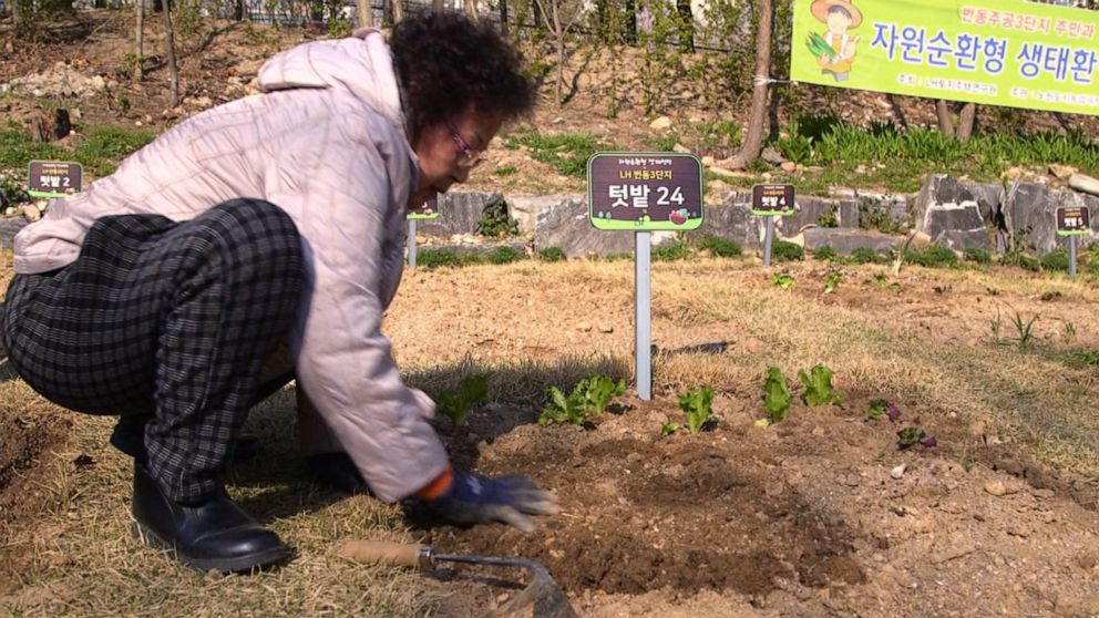 PHOTO: A woman works on an urban garden in South Korea.