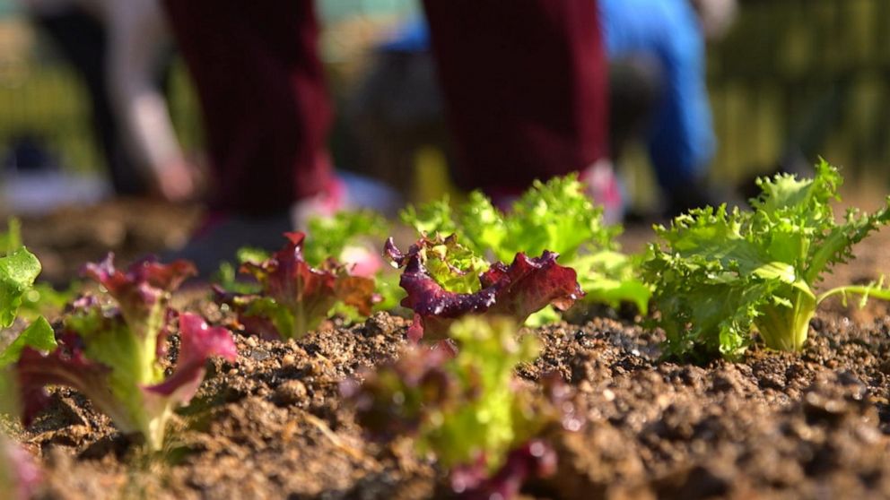 PHOTO: Crops grow in an urban garden in South Korea.