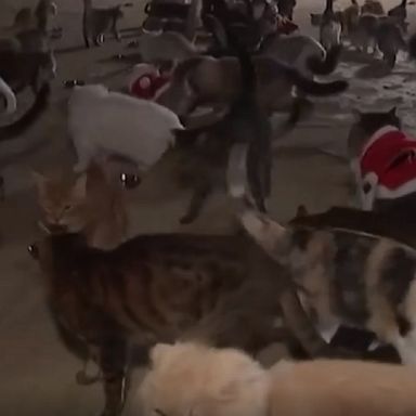 A cat cafe that has rescued over 130 furry felines spreads holiday joy in Seoul, South Korea.