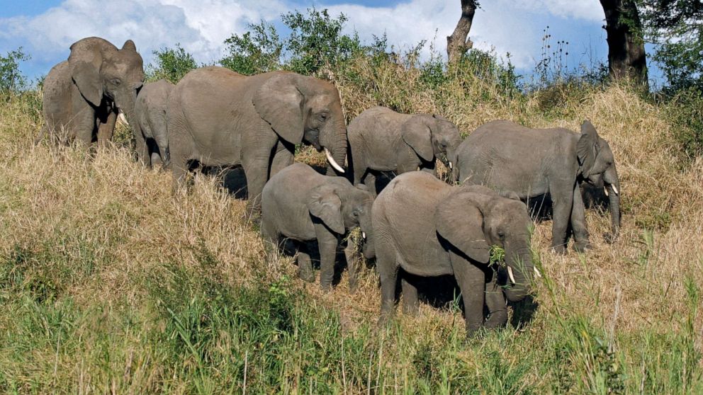 PHOTO: In this undated file photo, a herd of elephants walk in Kruger National Park, in South Africa.