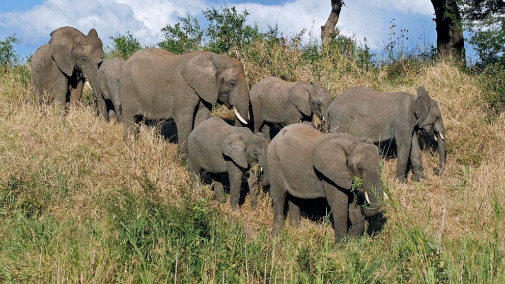 Sospetto bracconiere ucciso da un elefante in Sudafrica