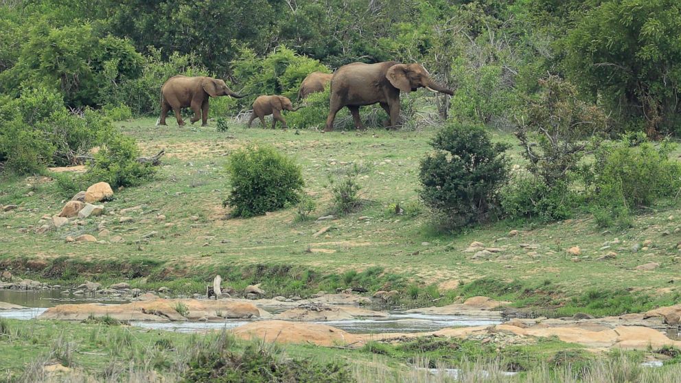 PHOTO: In this Nov. 30, 2016, file photo, a family of elephants walks through the Kruger National Park in Malelane, South Africa.