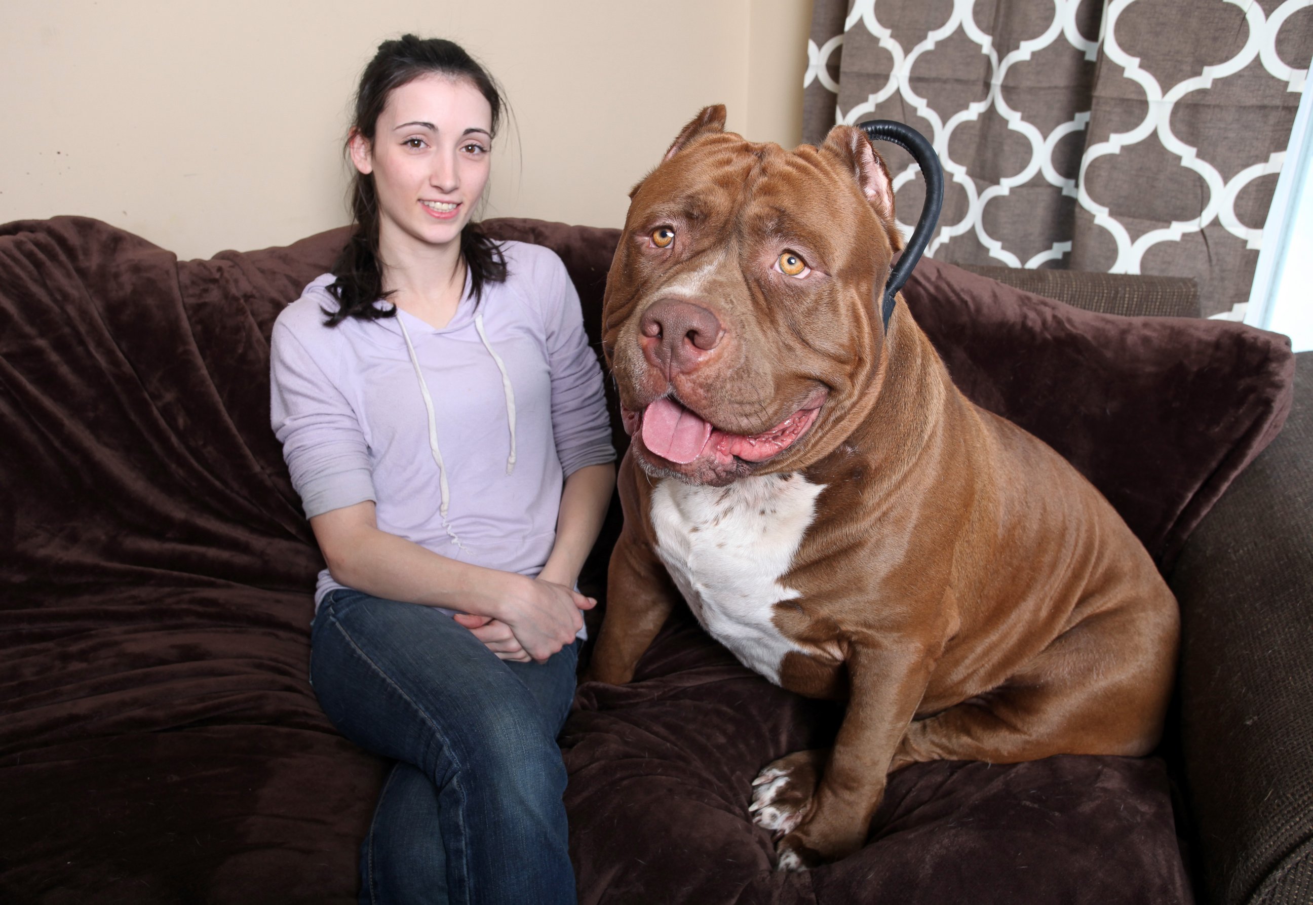 PHOTO: Hulk the pit bull with owner Lisa Grennan at the Dark Dynasty K9s facility on Feb. 22, 2015 in New Hampshire. 