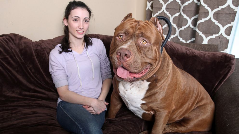 Hulk the pit bull with owner Lisa Grennan at the Dark Dynasty K9s facility on Feb. 22, 2015 in New Hampshire. 