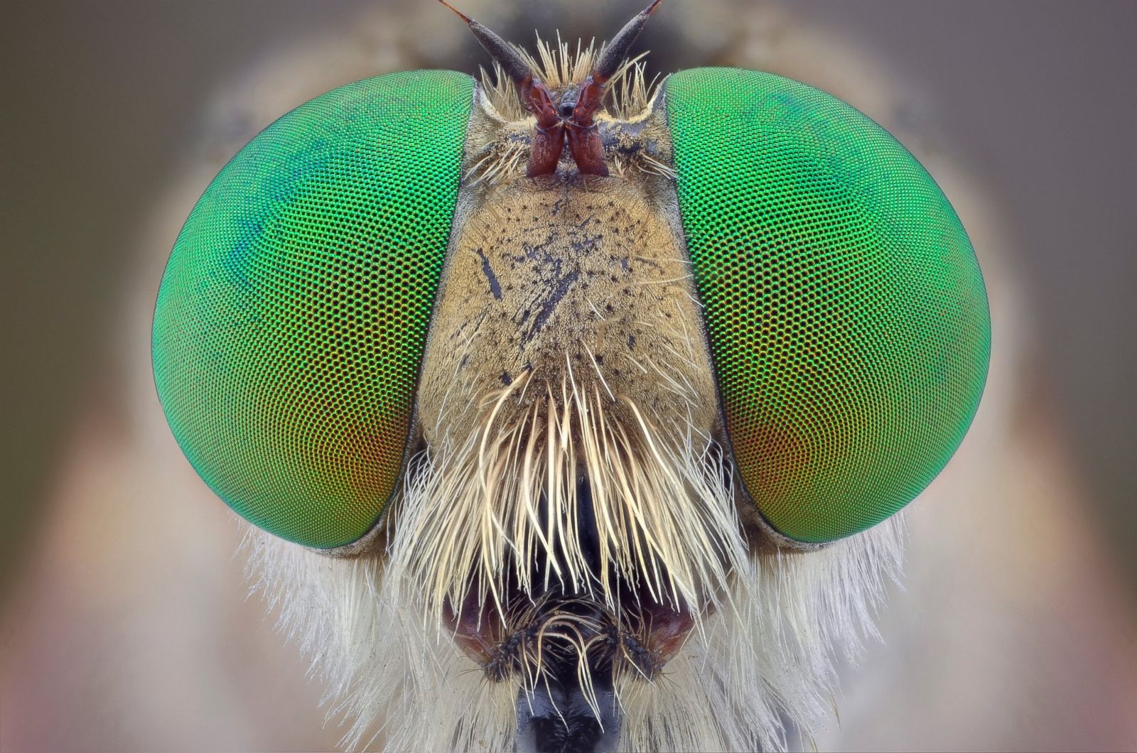 Creepy Crawlers, Up Close And Personal Photos - ABC News