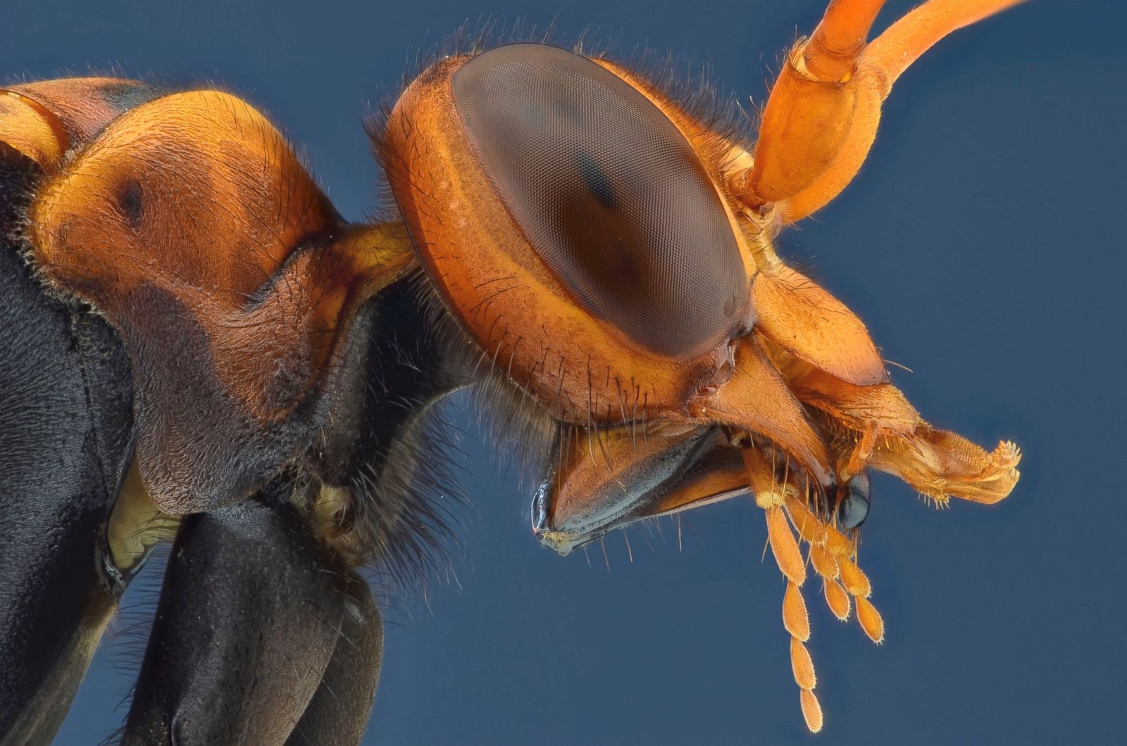 Creepy Crawlers, Up Close And Personal Photos | Image #41 - ABC News