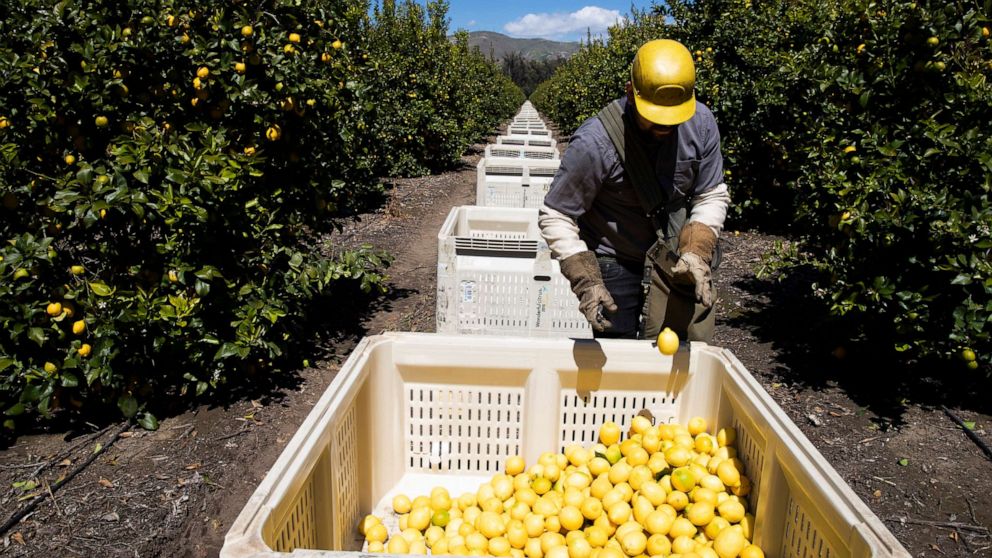 PHOTO: In this March 27, 2020, file photo, a worker picks lemons inside the orchards of Samag Services, Inc., in Mesa, Calif.
