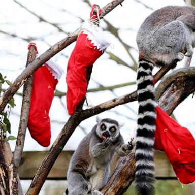 VIDEO: Lemurs enjoy a Christmas treat, Ice Maze, WWII reenactors: World in Photos, Dec. 16