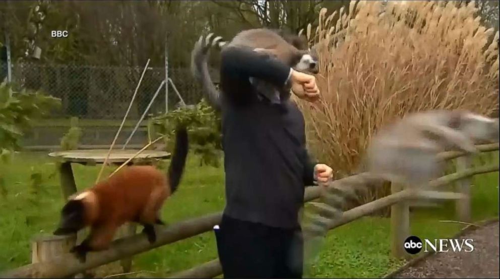 PHOTO: The BBC's Alexander Dunlop was visiting England's Banham Zoo recently to report on its annual counting of animals, when he was mobbed by a group of lemurs. 