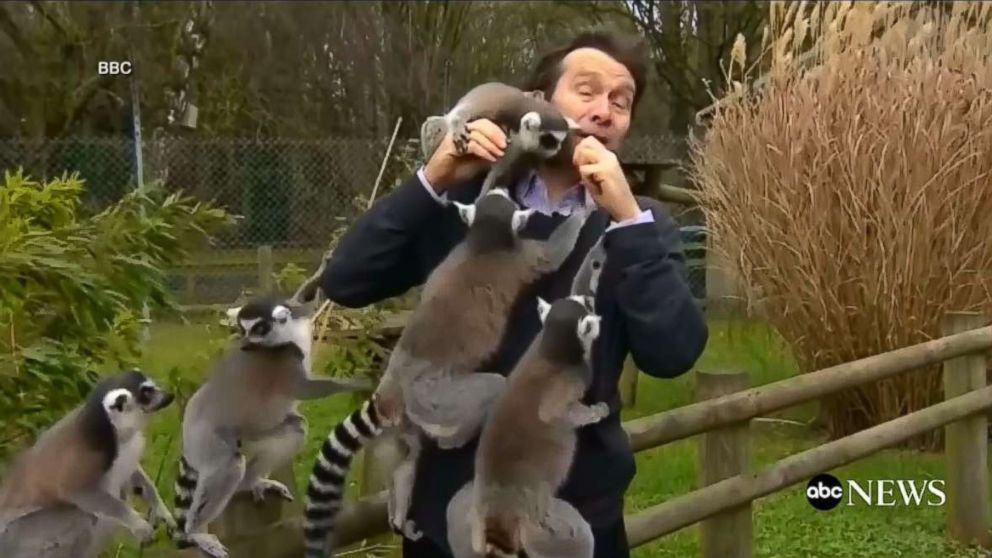 Lemurs steal the spotlight from BBC news reporter trying ...