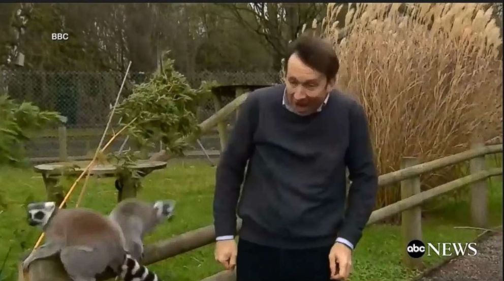 PHOTO: Lemurs attack BBC reporter during visit to the zoo, jumping on him and even taking little bites.
