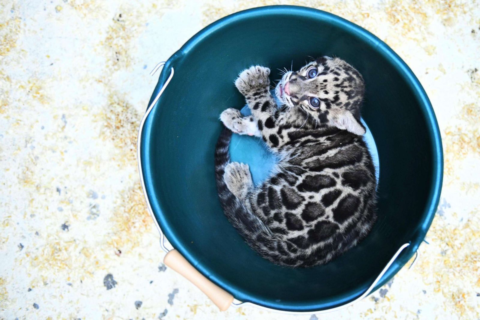 Leopard cub hangs out in a bucket