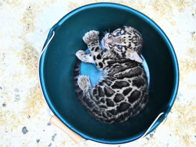 Leopard cub hangs out in a bucket