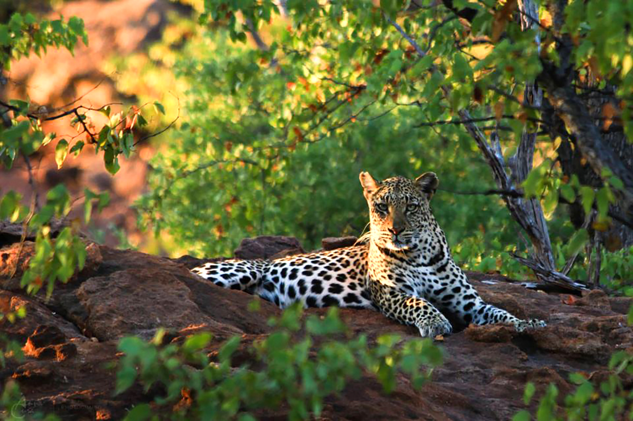 PHOTO: This handout picture released by Durham University on April 19, 2017 shows a leopard at the Soutpansberg Mountains, South Africa, June 25, 2012.