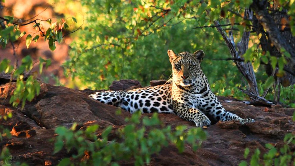 Rare African Black Leopard Photographed for the First Time in 100 Years