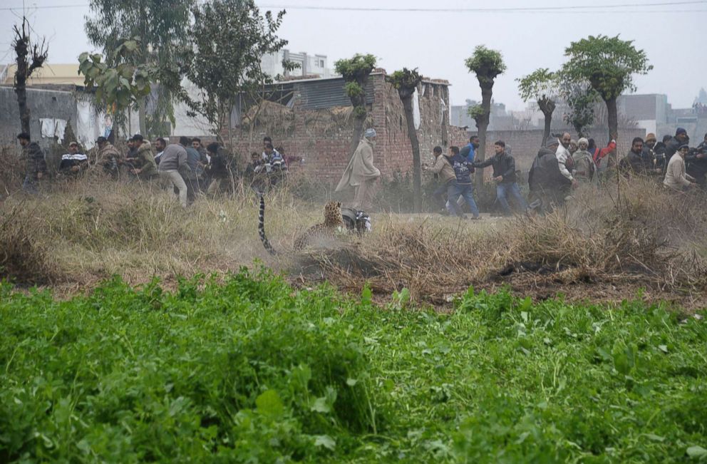 PHOTO: A leopard attacks a man after straying into a residential area in Jalandhar, India, Jan. 31, 2019.