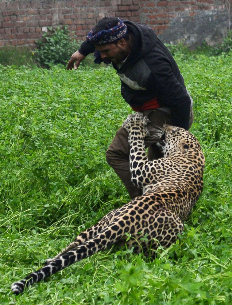 PHOTO: A leopard attacks an Indian man in the Lamba Pind area in Jalandhar, Jan. 31, 2019.