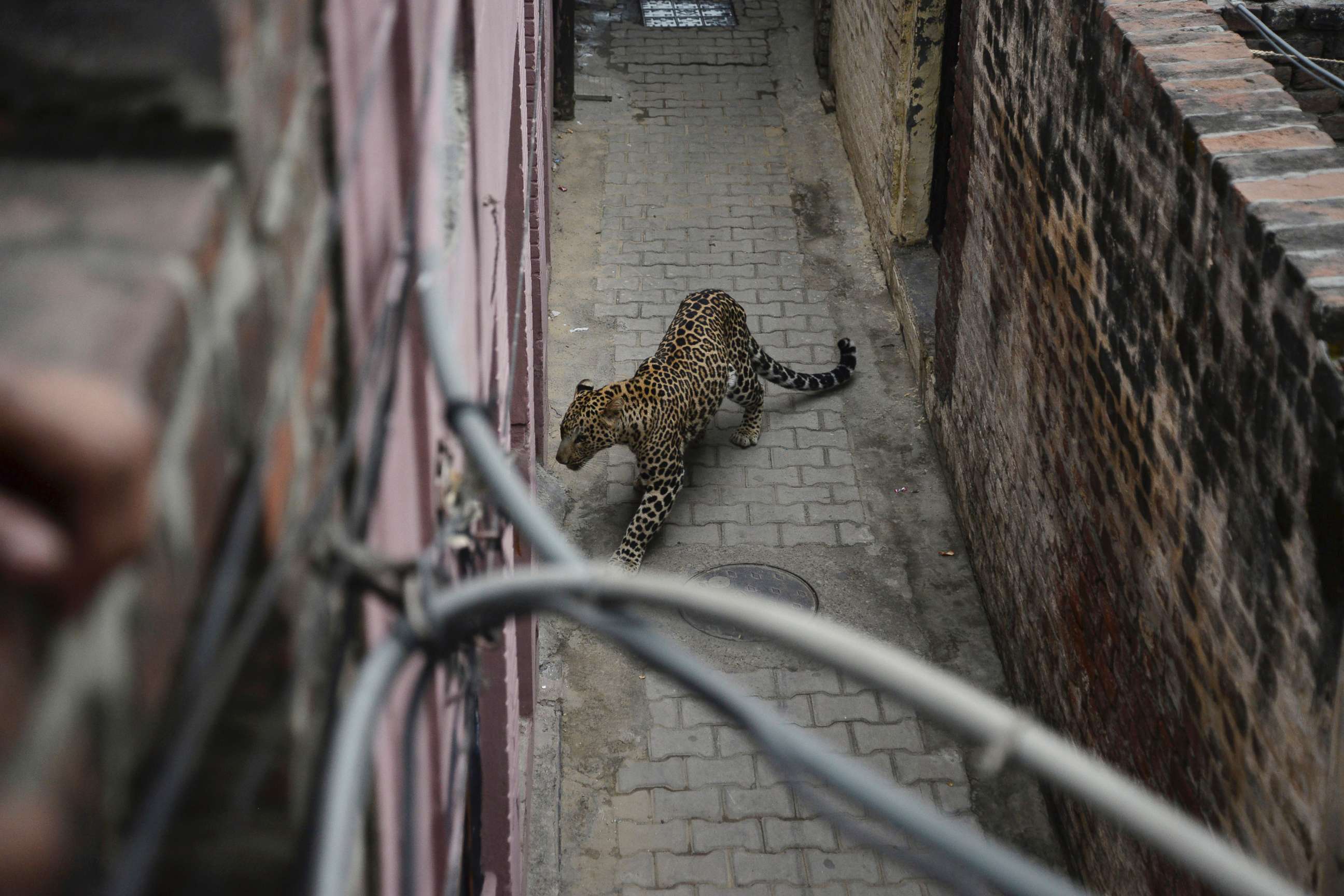 PHOTO: A leopard walks after straying into a residential area in Jalandhar, India, Jan. 31, 2019.