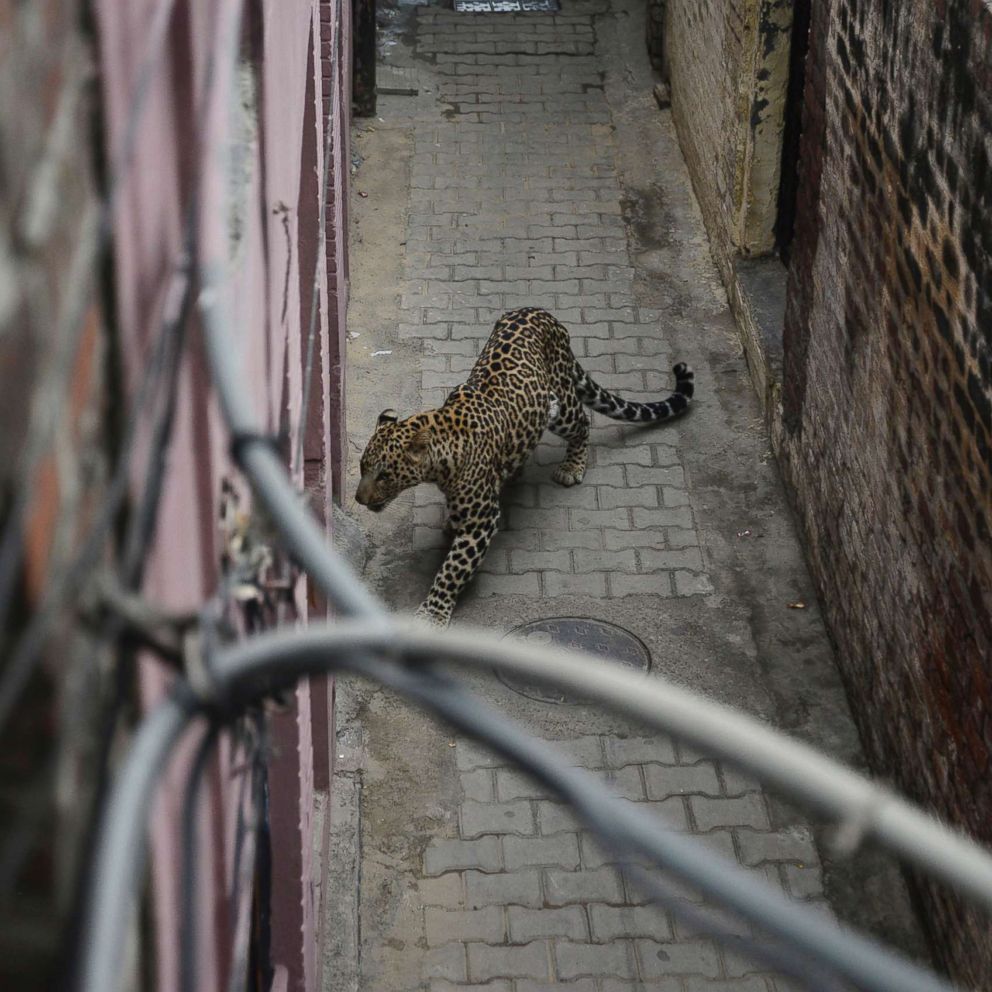 VIDEO: Bystander footage captures the moment a leopard strayed into a residential area in northern India and injured at least four people before it was locked inside a room.