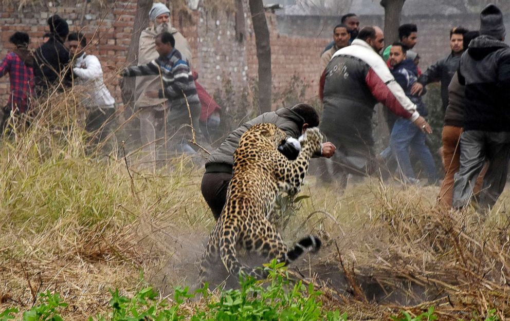 PHOTO: A leopard attacks an Indian forest official in the Lamba Pind village, Punjab, India, Jan. 31, 2019.