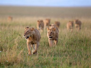 Suspected poacher killed by elephant, devoured by lions: Officials