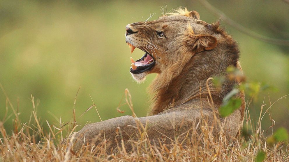 A lion relaxes on the banks of the Luvuvhu river at the Pafuri game reserve on July 21, 2010, in Kruger National Park, South Africa.